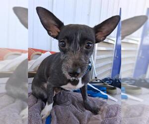 Chihuahua Dogs for adoption in Bakersfield, CA, USA