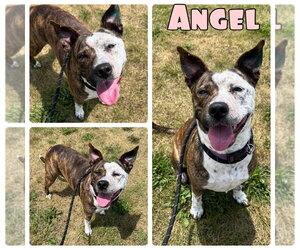 American Staffordshire Terrier-Unknown Mix Dogs for adoption in Pierceton , IN, USA