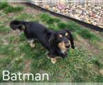 Small #1 Dachshund