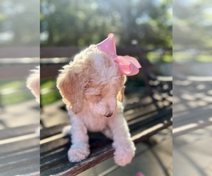 Goldendoodle Puppy for Sale in SHERMAN, Texas USA