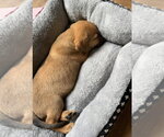 Small Photo #3 Black Mouth Cur-Unknown Mix Puppy For Sale in Sheboygan, WI, USA