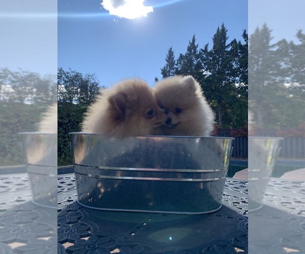Medium Photo #2 Pomeranian Puppy For Sale in Mississauga, Ontario, Canada