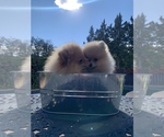 Small Photo #2 Pomeranian Puppy For Sale in Mississauga, Ontario, Canada