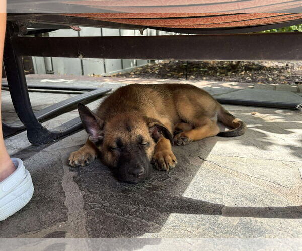 Medium Photo #5 German Shepherd Dog Puppy For Sale in Gretna, NE, USA