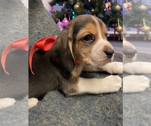 Beagle Puppy for sale in HOUSTON, TX, USA
