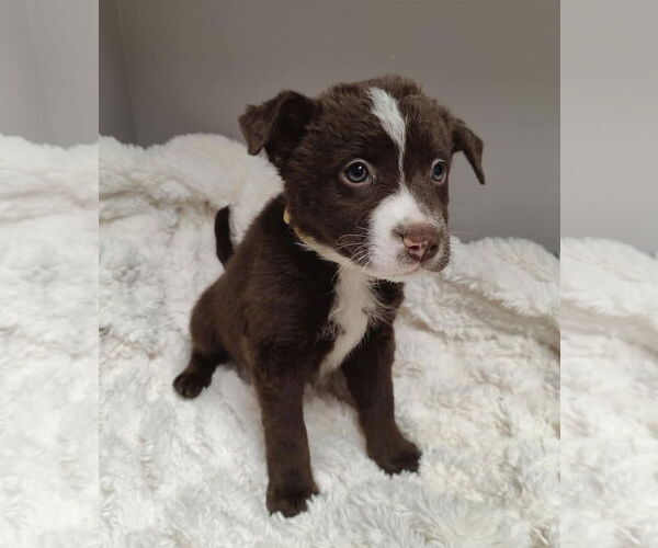 Medium Photo #10 Collie-Labrador Retriever Mix Puppy For Sale in St. Louis Park, MN, USA