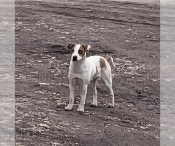 Medium Photo #1 Labrador Retriever-Unknown Mix Puppy For Sale in San Antonio, TX, USA