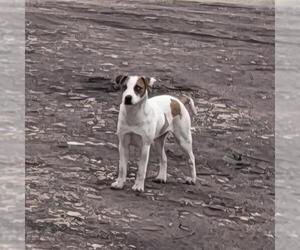 Labrador Retriever-Unknown Mix Dogs for adoption in San Antonio, TX, USA