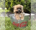 Image preview for Ad Listing. Nickname: Teddy