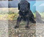 Small #2 Poodle (Miniature)-Poodle (Standard) Mix