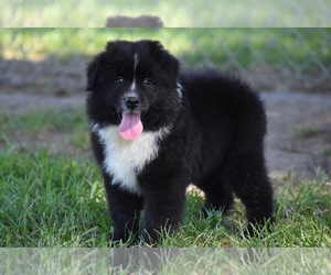 Australian Shepherd Puppy for sale in EASTON, MO, USA