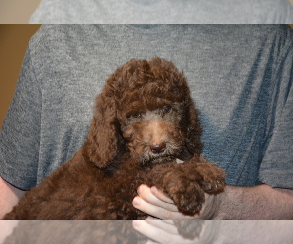 Medium Photo #1 Goldendoodle (Miniature) Puppy For Sale in HULL, GA, USA