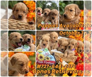 Golden Retriever Puppy for Sale in Wesley Chapel, Florida USA