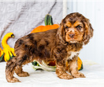 Puppy Zion Cocker Spaniel