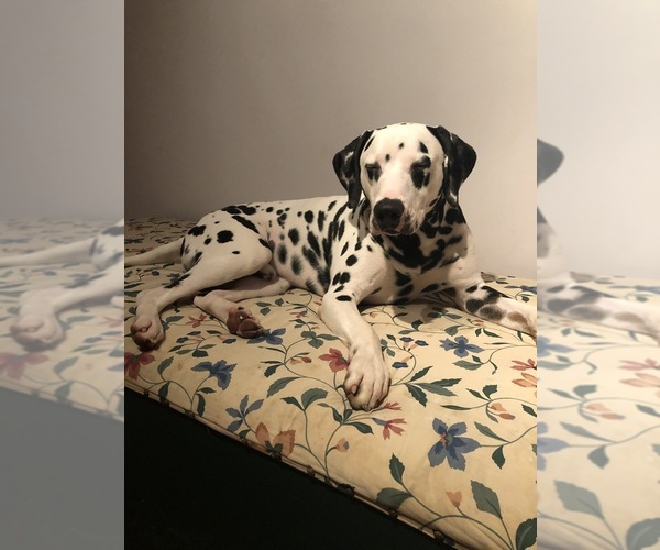 View Ad Dalmatian Puppy for Sale near New Jersey