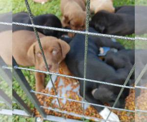 American Bulldog-Chocolate Labrador retriever Mix Puppy for sale in PICAYUNE, MS, USA