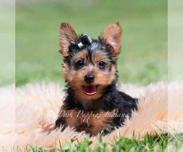 Medium Photo #2 Yorkshire Terrier Puppy For Sale in WARSAW, IN, USA