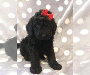 Goldendoodle Puppy for Sale in CARTHAGE, New York USA