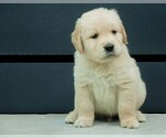 Puppy Wingnut Golden Retriever