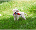 Small #8 Labrador Retriever
