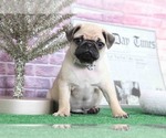 Small Photo #6 Pug Puppy For Sale in BEL AIR, MD, USA