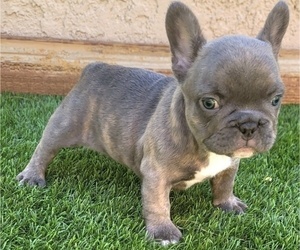 French Bulldog Puppy for sale in LAS VEGAS, NV, USA