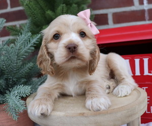 Cocker Spaniel Puppy for sale in HONEY BROOK, PA, USA