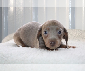 Dachshund Puppy for sale in BLOOMINGTON, IN, USA