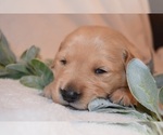 Small Photo #29 Golden Retriever Puppy For Sale in RICHMOND, TX, USA