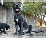 Small #2 Labrador Retriever Mix
