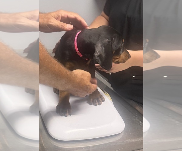 Medium Photo #33 Doberman Pinscher Puppy For Sale in MEDFORD, OR, USA