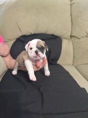 Bulldog Puppy for sale in NORTH FORT MYERS, FL, USA