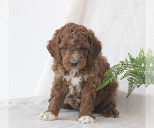 Goldendoodle (Miniature) Puppy for sale in DORNSIFE, PA, USA