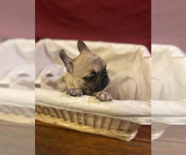 Medium Photo #2 French Bulldog Puppy For Sale in LAKE ELSINORE, CA, USA