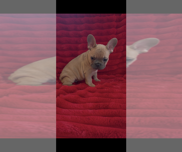 Medium Photo #4 French Bulldog Puppy For Sale in NORTH VERNON, IN, USA