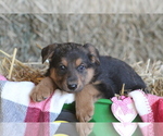 Small #1 German Shepherd Dog