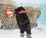 Small #5 Maltipoo