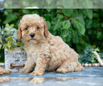Small #1 Poodle (Miniature)