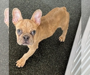 French Bulldog Puppy for sale in LOUISVILLE, KY, USA