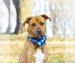 Retriever -Unknown Mix Dogs for adoption in Unionville, PA, USA