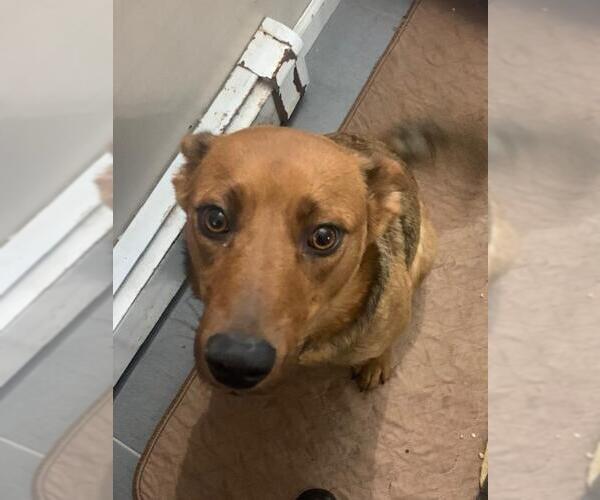 Medium Photo #2 Carolina Dog-Unknown Mix Puppy For Sale in Jackson Township, NJ, USA