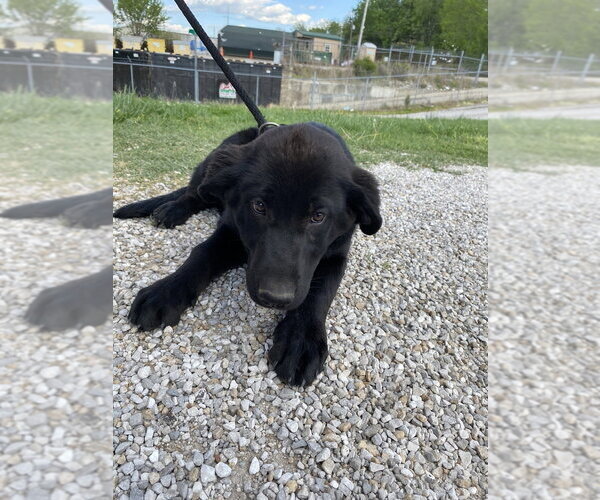Medium Photo #3 German Shepherd Dog Puppy For Sale in Evansville, IN, USA