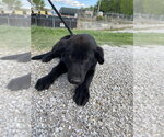 Small #2 German Shepherd Dog