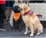 Small #3 Labrador Retriever