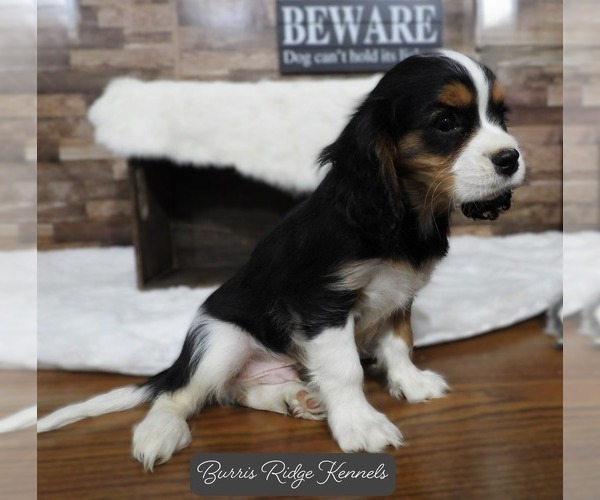 Medium Photo #1 Cavalier King Charles Spaniel Puppy For Sale in CARLISLE, KY, USA