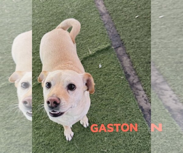 Medium Photo #2 Australian Kelpie-Labrador Retriever Mix Puppy For Sale in Chandler, AZ, USA