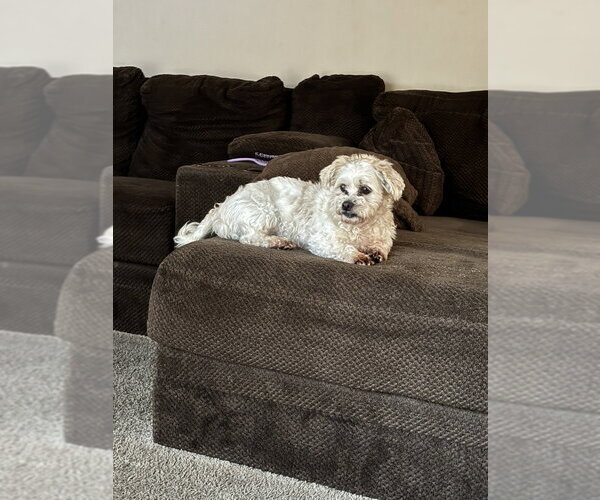 Medium Photo #2 Bichon Frise Puppy For Sale in Aurora, IN, USA