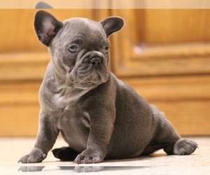 French Bulldog Puppy for sale in BOSTON, MA, USA