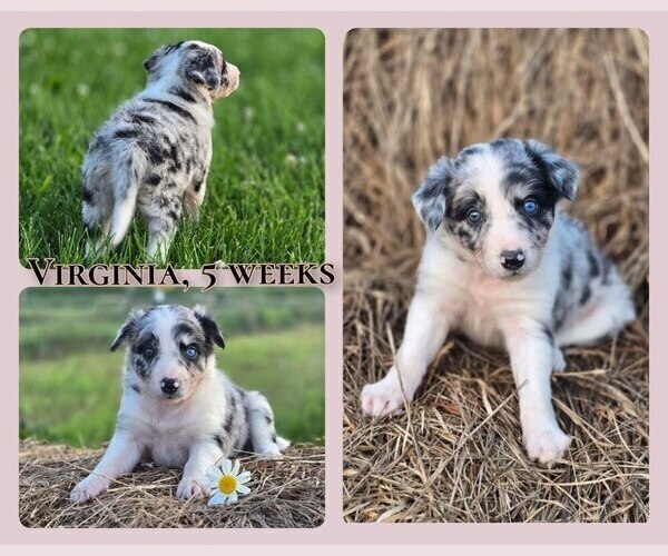 Medium Photo #2 Border Collie Puppy For Sale in BROOKFIELD, MO, USA