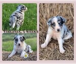 Small #1 Border Collie